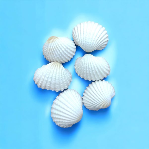 Natural sea oysters (10 Piece)-Small Size For Epoxy Resin Sea Theme Work